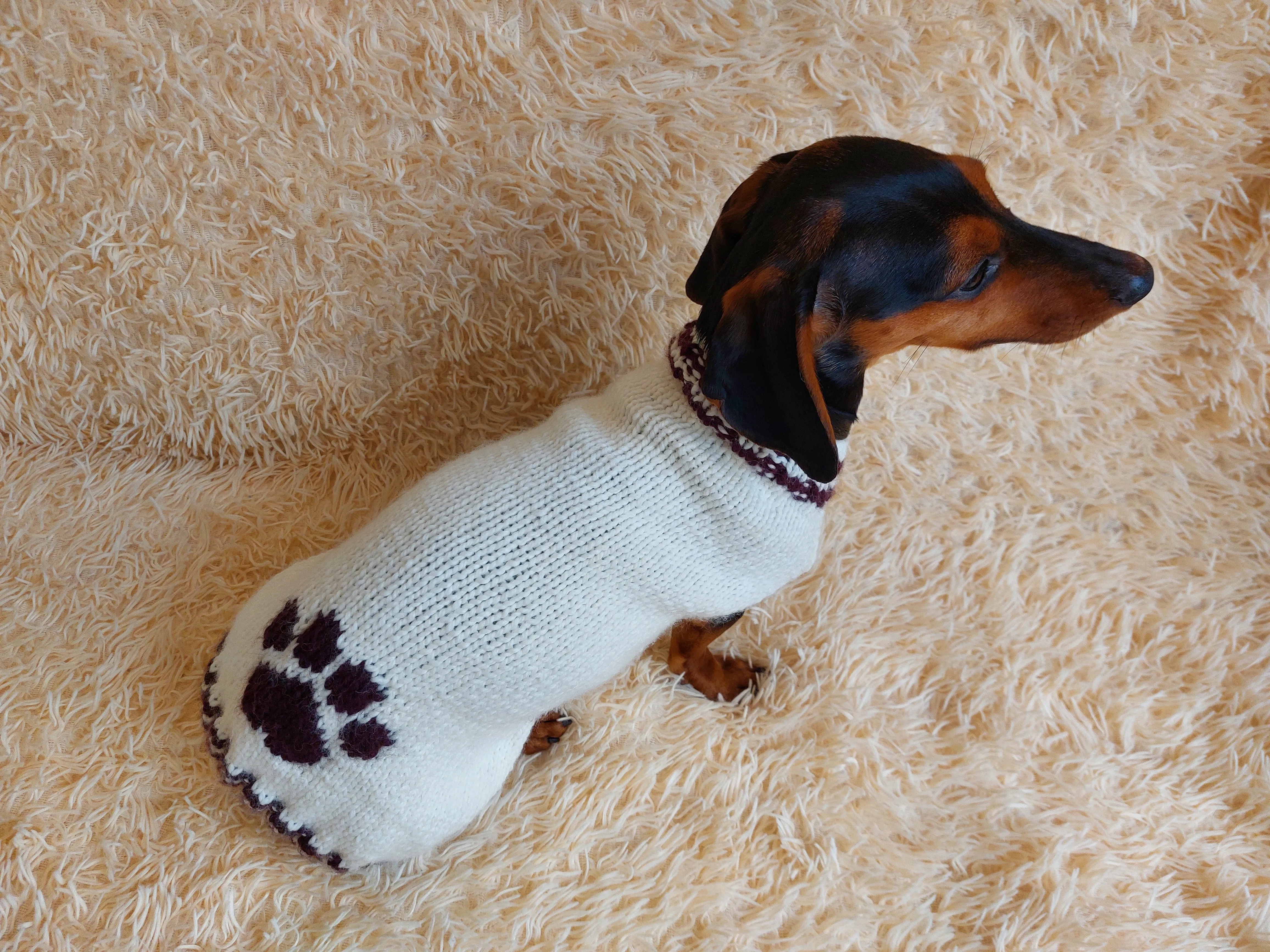 Sweater outfit wool winter for pets dog dachshund with paw