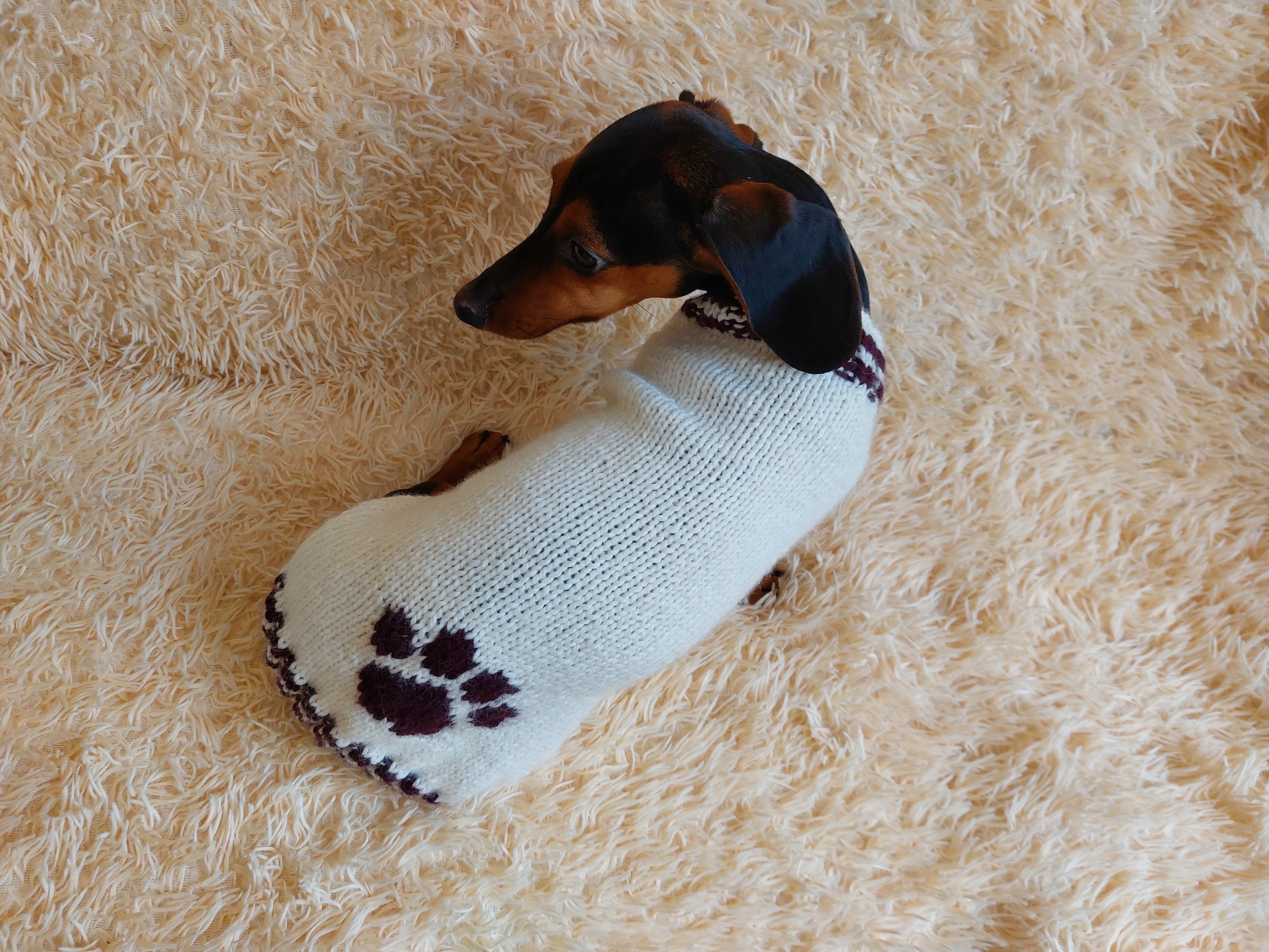 Sweater outfit wool winter for pets dog dachshund with paw